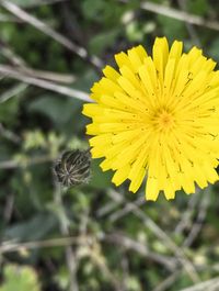 Close-up of yellow flower