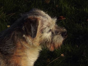 Close-up of dog with grass