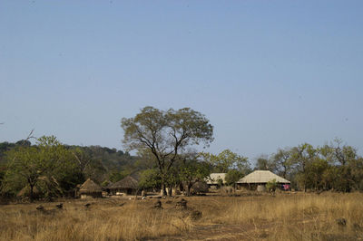 Trees on field against clear sky