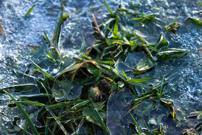 Close-up of leaves in water