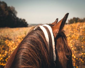 Close-up of a horse on field