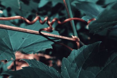 Close-up of leaves on twig