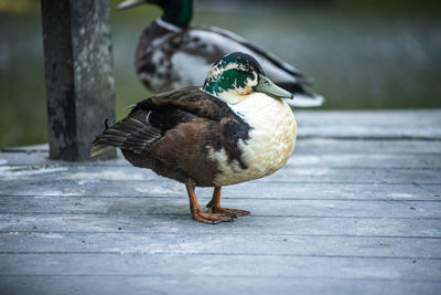 Close-up of bird