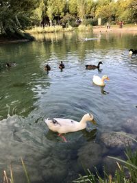 Ducks swimming in lake