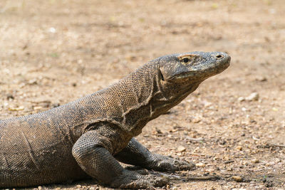 Close-up of a lizard