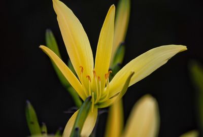 Close-up of yellow flower against black background