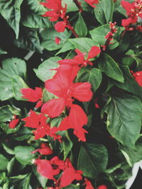 Close-up of red flowers