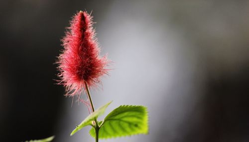 Close-up of red flowering plant