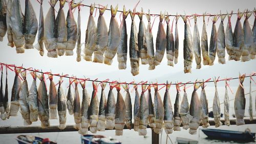 Close-up of fish for sale in market