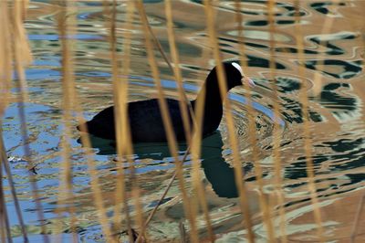Close-up of duck swimming in water