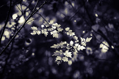 Close-up of flowers on tree