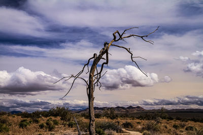 Bare tree on field against sky