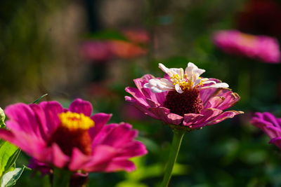 Close-up of pink flowering plant