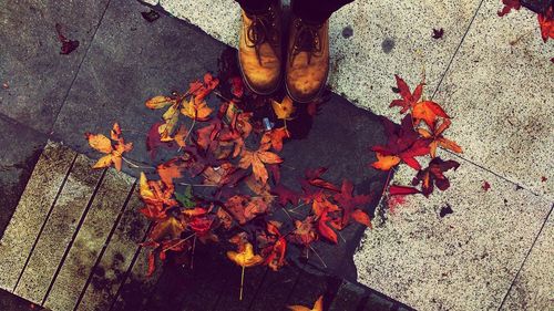 High angle view of maple leaves fallen on floor