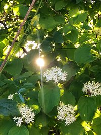 Flowers blooming on plant