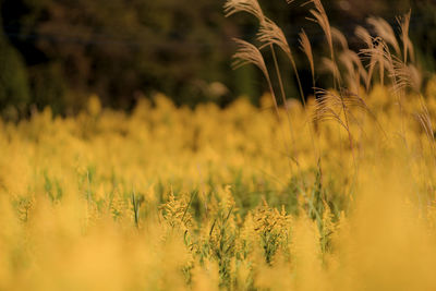 Close-up of plants growing in field