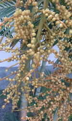 Close-up high angle view of tree