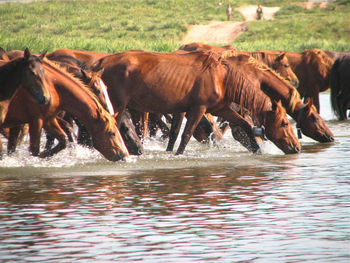 Horses in water