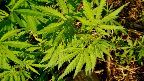 leaf