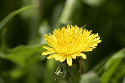 Close-up of yellow flower