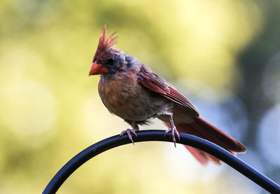 Close-up of bird perching on branch