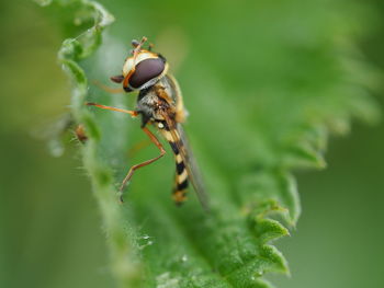 Close-up of insect on plant