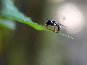 Close-up of insect on leaf