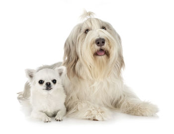 Portrait of dog sitting against white background