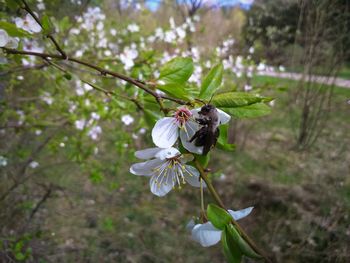 Close-up of honey bee on white flower