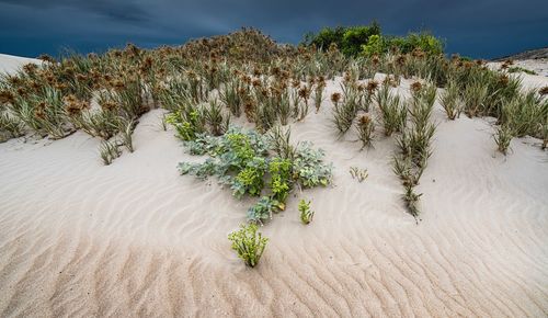 Plants growing on sand dune