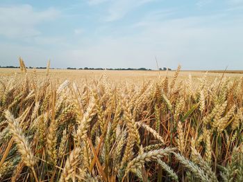 Scenic view of wheat field against sky