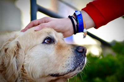 Close-up of a dog