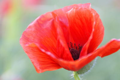 Close-up of red hibiscus blooming outdoors