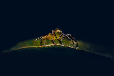 Close-up of spider