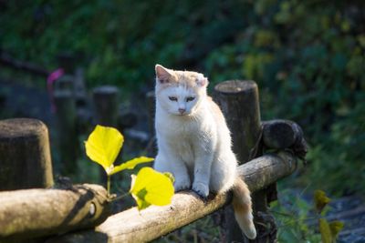 Portrait of cat sitting outdoors