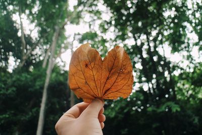 Cropped image of person holding maple leaves during autumn
