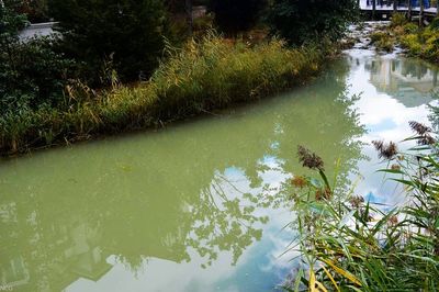 Reflection of trees in lake