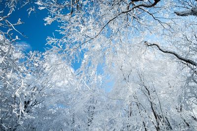 Frozen bare tree branches against blue sky