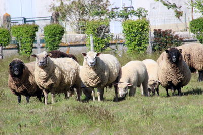 Sheep grazing on field