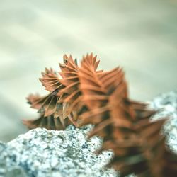 Close-up of leaf on rock