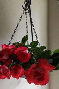 Close-up of rose bouquet hanging on plant