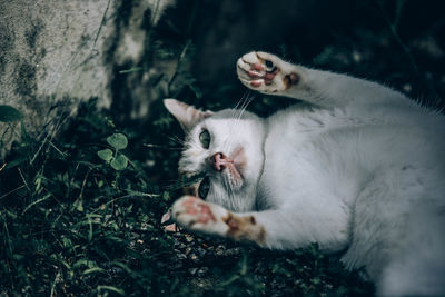 Portrait of cat with kitten