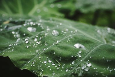 Close-up of raindrops on green leaves