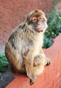 Monkey sitting on ledge the rock of gibralter