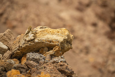 Close-up of lizard on rock