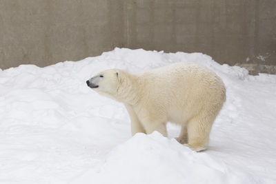 Well-fed young female polar bear seen in profile walking and enjoying fresh snow in her enclosure 