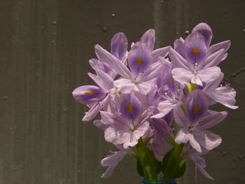 Close-up of purple flowering plant