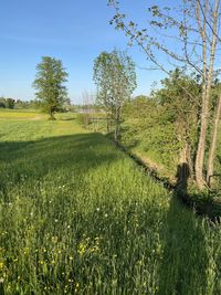 Scenic view of field against clear sky