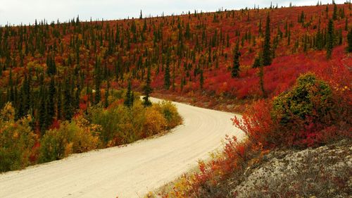 Road amidst trees in forest during autumn