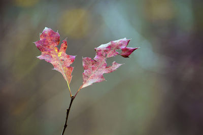 Close-up of maple leaves on plant